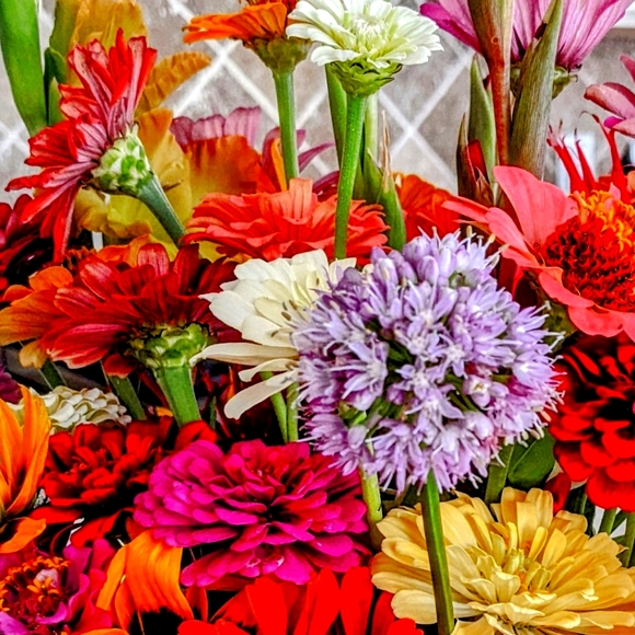 Meet your Posher, Darla - Picture 1 of 1